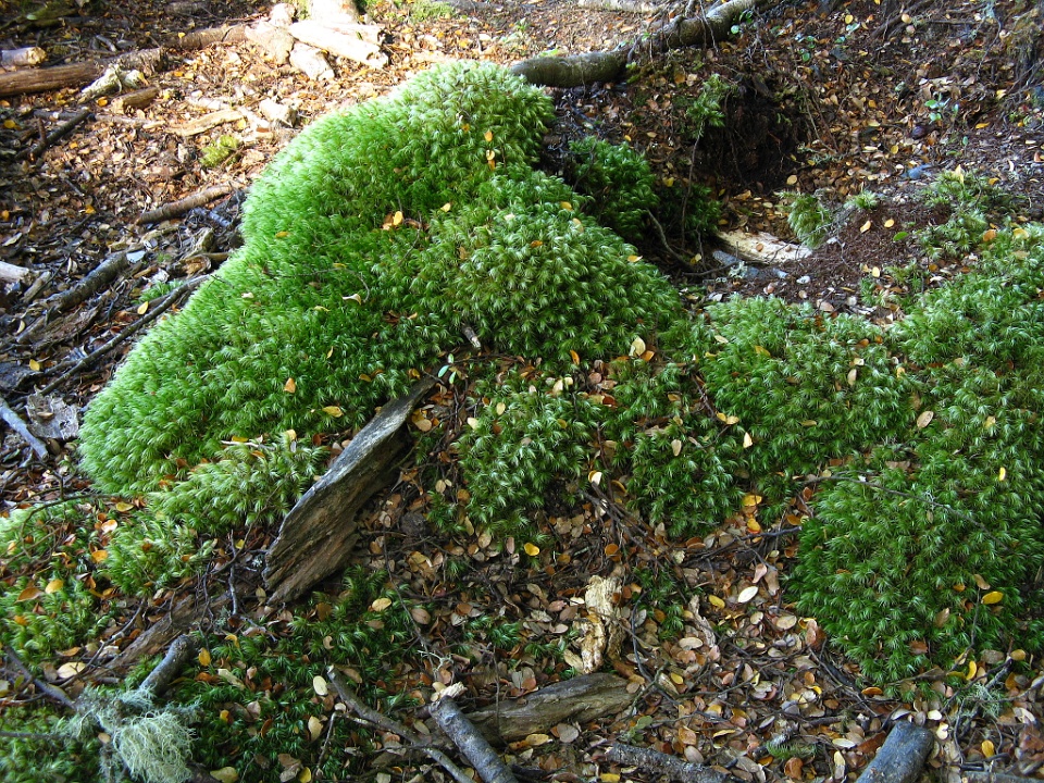 Moss Reclaiming a Fallen Tree